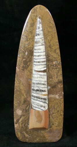 Fossil Orthoceras Sculpture - #14605